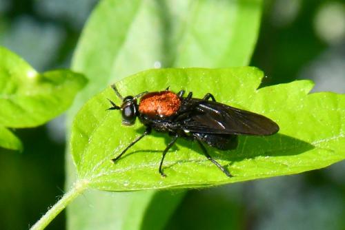 Clitellaria ephippium